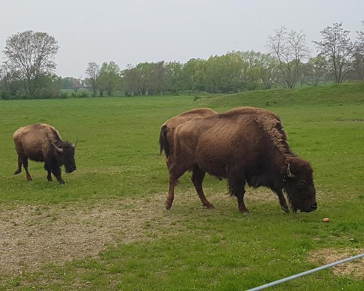 Buffalo Ranch Neukieritzsch